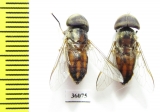 Diptera sp.  Thailand - INSECTS-STORE.RU