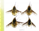 Bombyliidae sp.  Russia, Tver reg. - INSECTS-STORE.RU