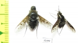 Bombyliidae sp.  South Africa Rep. - INSECTS-STORE.RU
