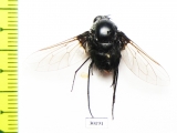 Bombyliidae sp.  South Africa Rep. - INSECTS-STORE.RU
