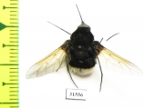 Bombyliidae sp.  South Africa Rep. - INSECTS-STORE.RU