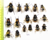 Diptera sp.  Russia, Tver reg. - INSECTS-STORE.RU