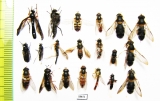 Diptera sp.  Russia, Tver reg. - INSECTS-STORE.RU