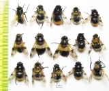 Diptera sp.  Russia, Tver reg. - INSECTS-STORE.RU