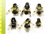 Diptera sp.  Russia, Tver reg. - INSECTS-STORE.RU