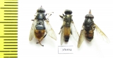 Diptera sp.  Russia, Tver reg. - INSECTS-STORE.RU