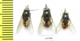 Diptera sp.  Russia, Tver reg. - INSECTS-STORE.RU