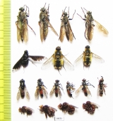 Diptera sp.  Russia, Tver reg. - INSECTS-STORE.RU