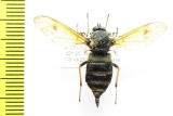 Diptera sp.  Russia, Far East - INSECTS-STORE.RU