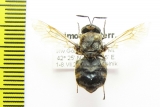 Diptera sp.  Russia, Far East - INSECTS-STORE.RU
