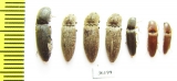 Elateridae sp.  Thailand - INSECTS-STORE.RU