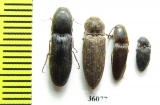 Elateridae sp.  Thailand - INSECTS-STORE.RU