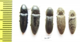 Elateridae sp.  Thailand - INSECTS-STORE.RU