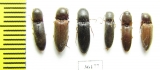 Elateridae sp.  Thailand - INSECTS-STORE.RU