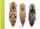 Elateridae sp.  Malaysia, Borneo - INSECTS-STORE.RU
