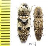 Elateridae sp.  Indonesia, Kalimantan - INSECTS-STORE.RU