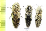 Elateridae sp.  Indonesia, Kalimantan - INSECTS-STORE.RU