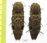 Elateridae sp.  Indonesia, Kalimantan - INSECTS-STORE.RU
