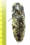 Paracalais macleayi  Australia - INSECTS-STORE.RU