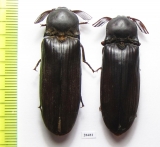 Elateridae sp.  Zimbabwe - INSECTS-STORE.RU