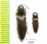 Elateridae sp.  South Africa Rep.   - INSECTS-STORE.RU