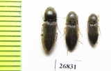 Elateridae sp.  South Africa Rep.   - INSECTS-STORE.RU