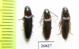 Elateridae sp.  South Africa Rep.   - INSECTS-STORE.RU