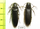 Elateridae sp., pair  Zanzibar isl. - INSECTS-STORE.RU