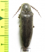 Elateridae sp.  Zanzibar isl. - INSECTS-STORE.RU
