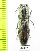 Elateridae sp.  Zanzibar isl. - INSECTS-STORE.RU