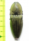 Elateridae sp.  Panama - INSECTS-STORE.RU