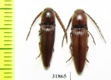 Elateridae sp.  Panama - INSECTS-STORE.RU