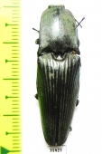 Elateridae sp.  Panama - INSECTS-STORE.RU