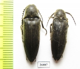 Elateridae sp.  South Africa Rep.   - INSECTS-STORE.RU