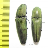 Elateridae sp.  Ecuador - INSECTS-STORE.RU