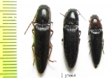 Elateridae sp.  Honduras - INSECTS-STORE.RU