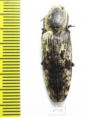 Elateridae sp.  Honduras - INSECTS-STORE.RU