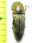 Elateridae sp.  Peru - INSECTS-STORE.RU