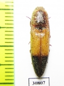 Elateridae sp.  Peru - INSECTS-STORE.RU
