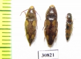 Elateridae sp.  Peru - INSECTS-STORE.RU