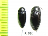 Elateridae sp.  Peru - INSECTS-STORE.RU