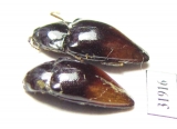 Elateridae sp.  Peru - INSECTS-STORE.RU