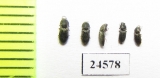 Elateridae sp.  Kazakhstan - INSECTS-STORE.RU