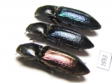 Elateridae sp.  Kazakhstan - INSECTS-STORE.RU