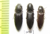Elateridae sp.  Iran, Fars prov. - INSECTS-STORE.RU