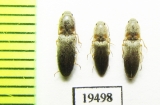 Elateridae sp.  Iran, Sistan prov. - INSECTS-STORE.RU