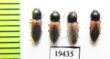 Elateridae sp.  Iran, Sistan prov. - INSECTS-STORE.RU