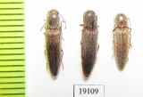 Elateridae sp.  Russia, Astrakhan reg. - INSECTS-STORE.RU