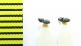 Quasimus minutissimus  Belorussia - INSECTS-STORE.RU