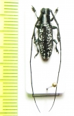 Acridocephala bistriata  Cameroon - INSECTS-STORE.RU